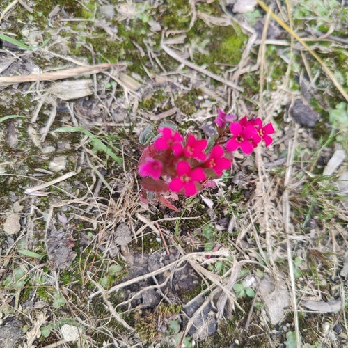 Flammendes Käthchen — Bild 3 von 6