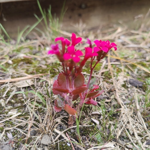 Flammendes Käthchen — Bild 2 von 6