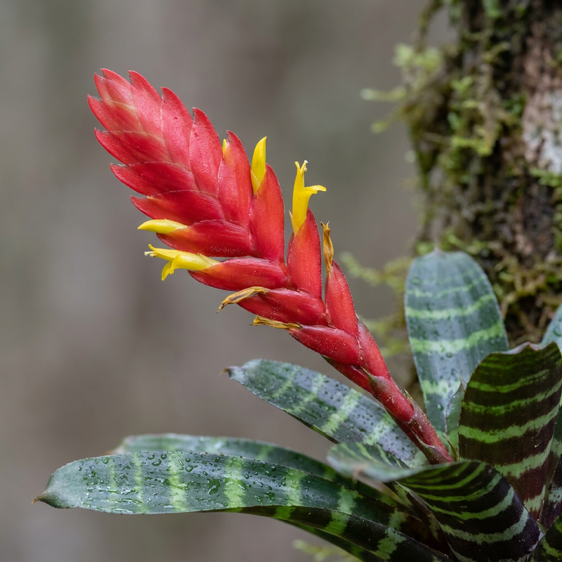Flammendes Schwert (Vriesea splendens), KI-Illustration