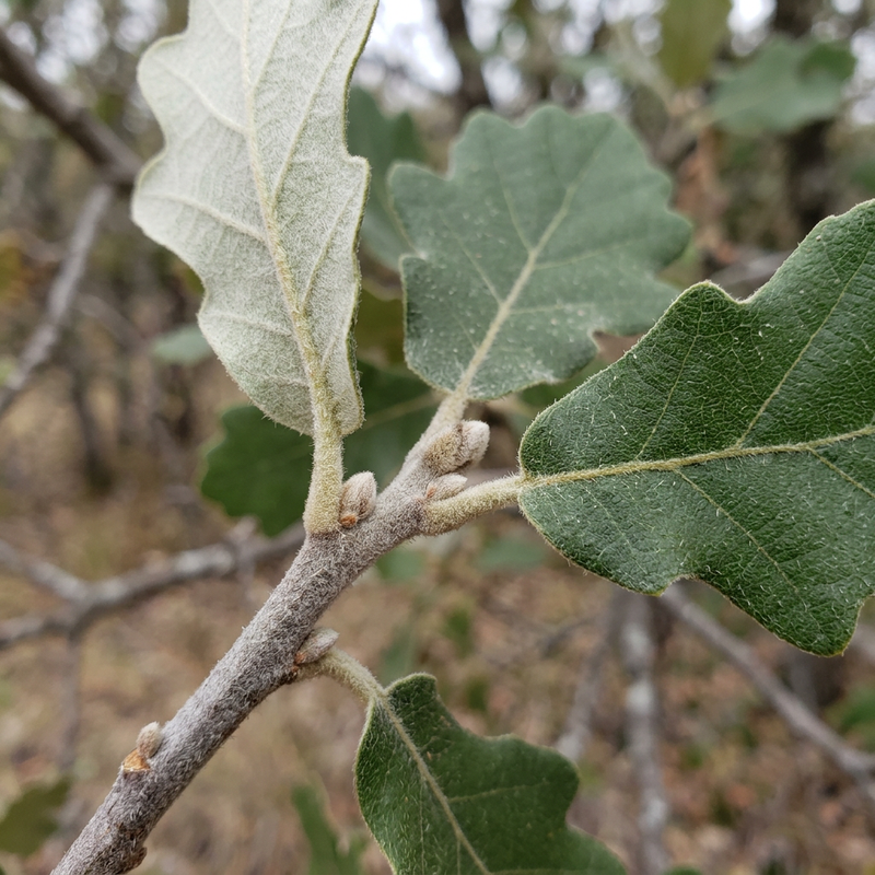 Flaumeiche (Quercus pubescens), KI-Illustration