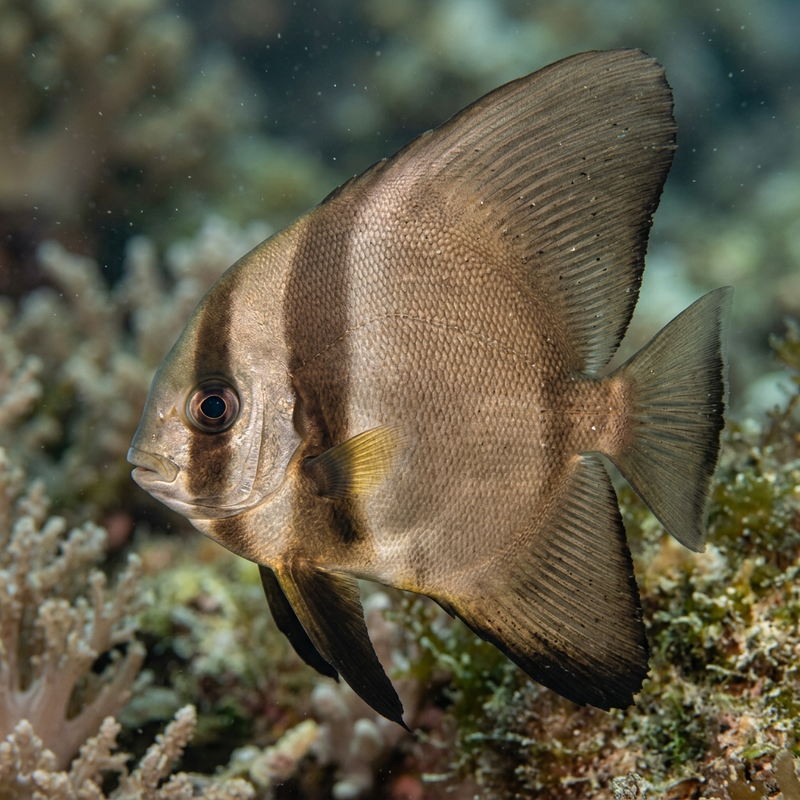 Fledermausfische (Platax), KI-Illustration