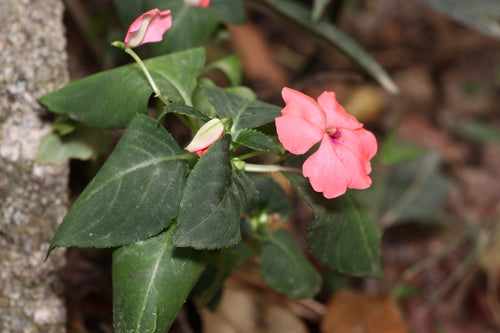 Fleissiges Lieschen — Bild 5