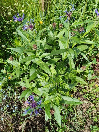 Flockenblume — Bild 4 von 52