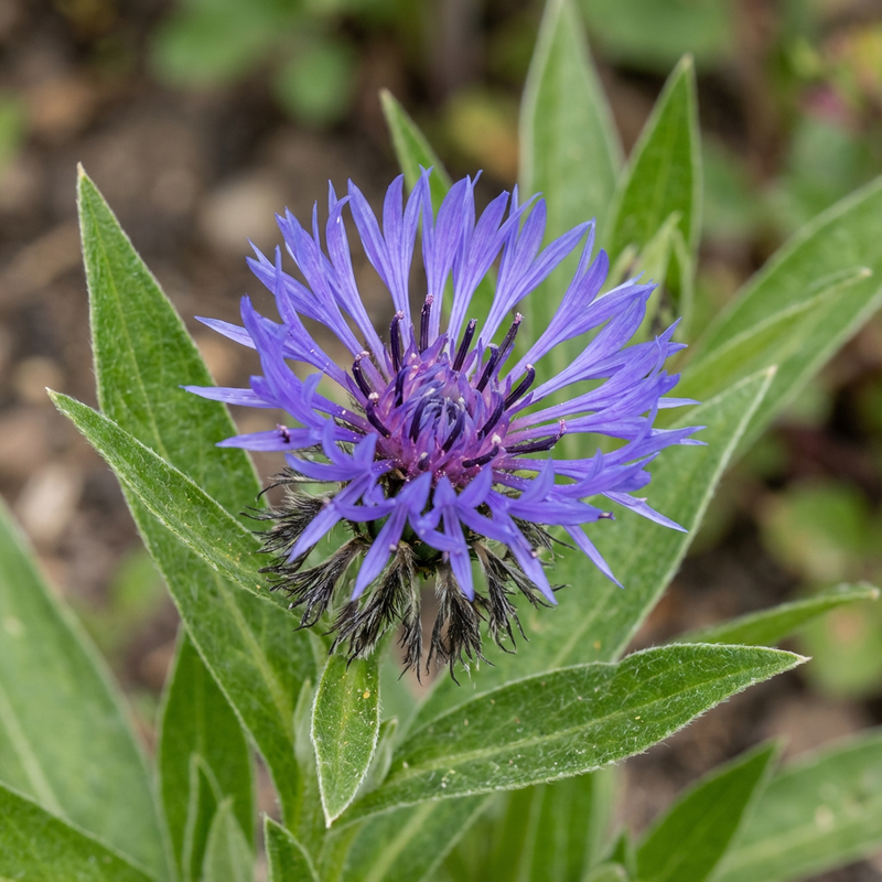 Flockenblume (Centaurea montana), KI-Illustration