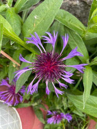 Flockenblume — Bild 5 von 52