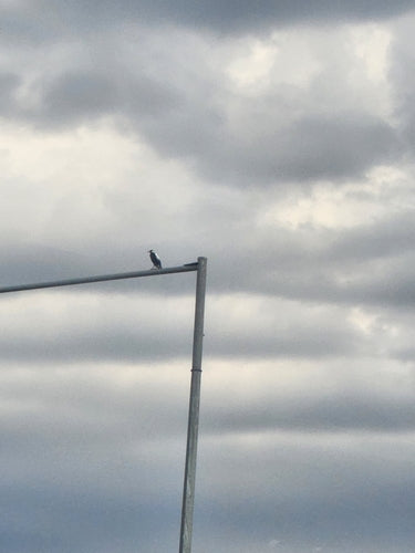 Flötenvogel — Bild 4 von 8