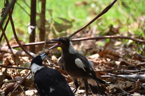 Flötenvogel — Bild 3 von 8