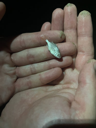 Florida-Pompano — Bild 2 von 9