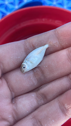 Florida-Pompano — Bild 4 von 9