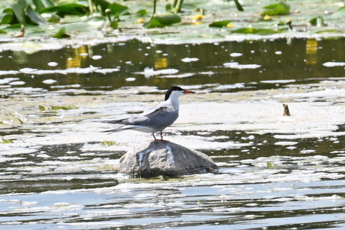 Flussseeschwalbe — Bild 5 von 11