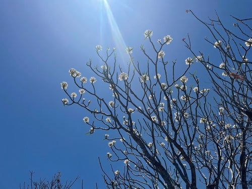 Frangipani — Bild 5 von 8