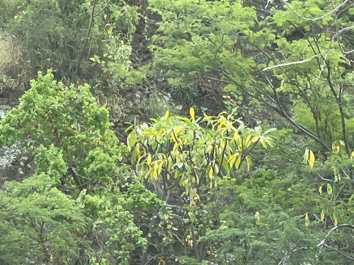 Frangipani — Bild 2 von 8