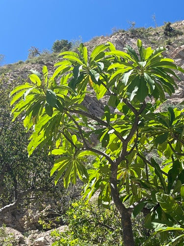 Frangipani — Bild 1 von 8