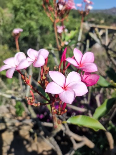 Frangipani — Bild 4 von 8