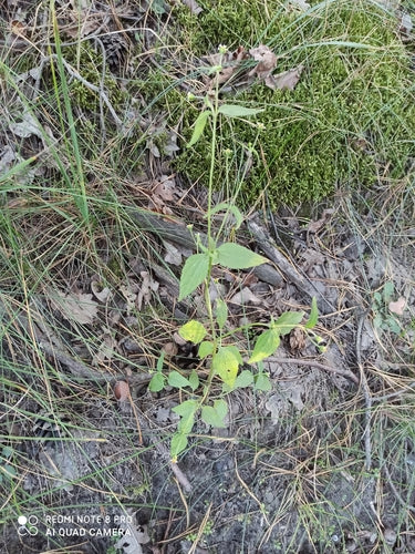Franzosenkraut — Bild 5 von 9