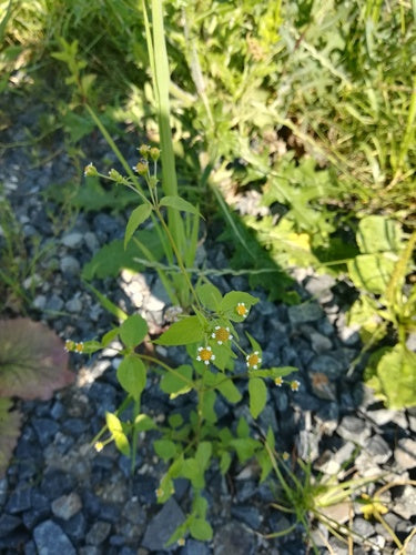 Franzosenkraut — Bild 4 von 9