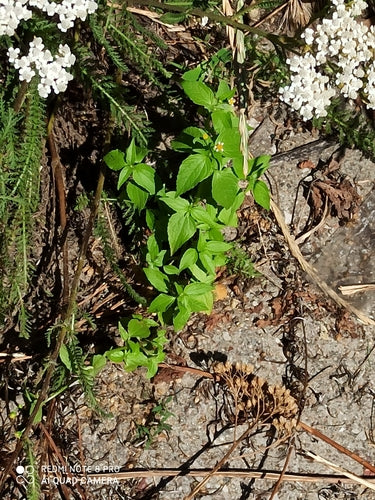 Franzosenkraut — Bild 2 von 9