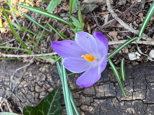 Frühlings-Krokus — Bild 3 von 10