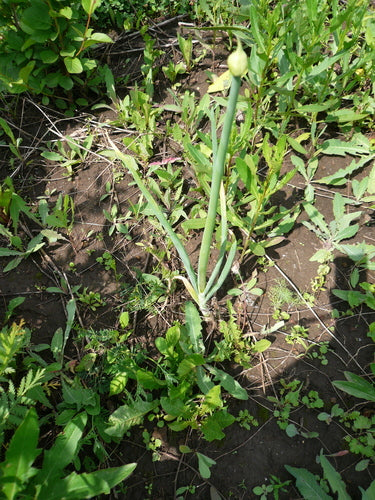 Fruehlingszwiebeln — Bild 4 von 8