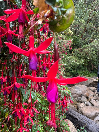 Fuchsien — Bild 5 von 12