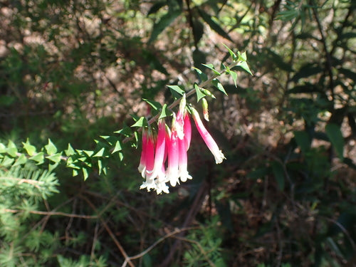 Fuchsien-Heide — Bild 4 von 8