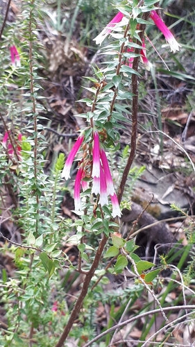 Fuchsien-Heide — Bild 2 von 8