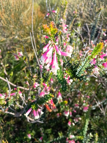Fuchsien-Heide — Bild 1 von 8