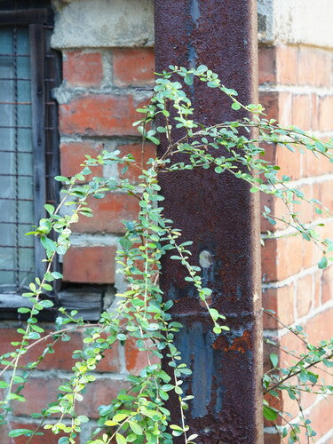 Fukientee — Bild 2 von 9