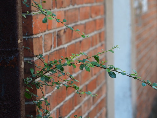 Fukientee — Bild 3 von 9