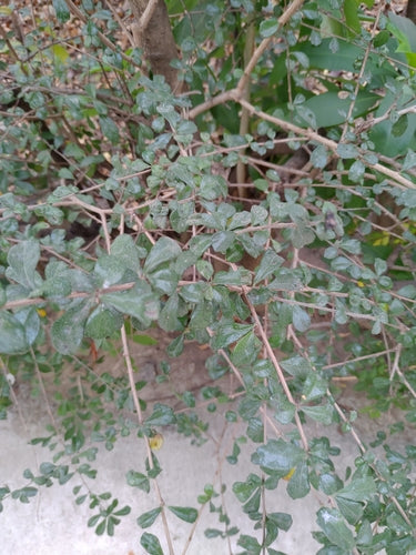 Fukientee — Bild 5 von 9