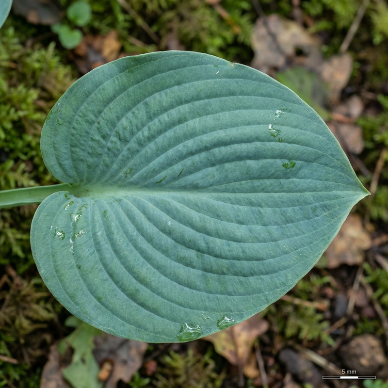 Funkien (Hosta), KI-Illustration