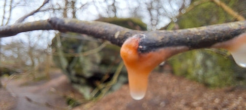 Fusarium-Schimmelpilze — Bild 5