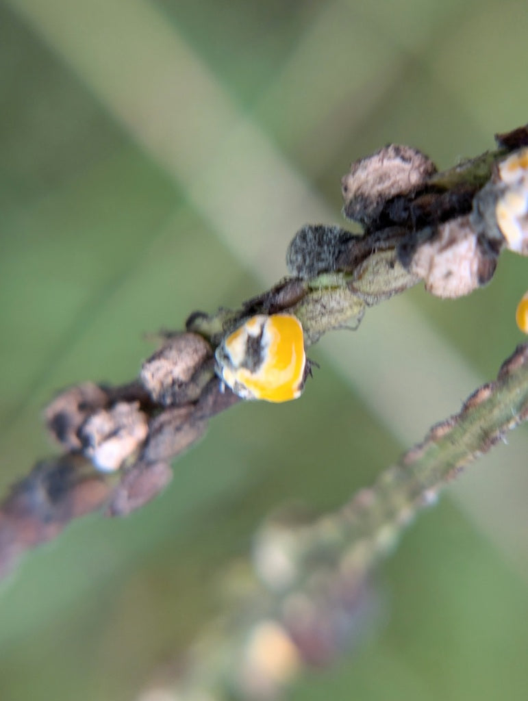 Fusarium-Schimmelpilze — Bild 5 von 8