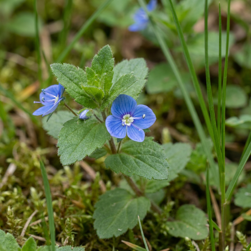 Gamander-Ehrenpreis (Veronica chamaedrys), KI-Illustration