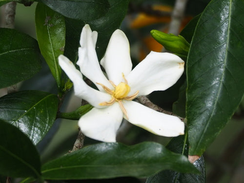 Gardenie — Bild 5 von 8