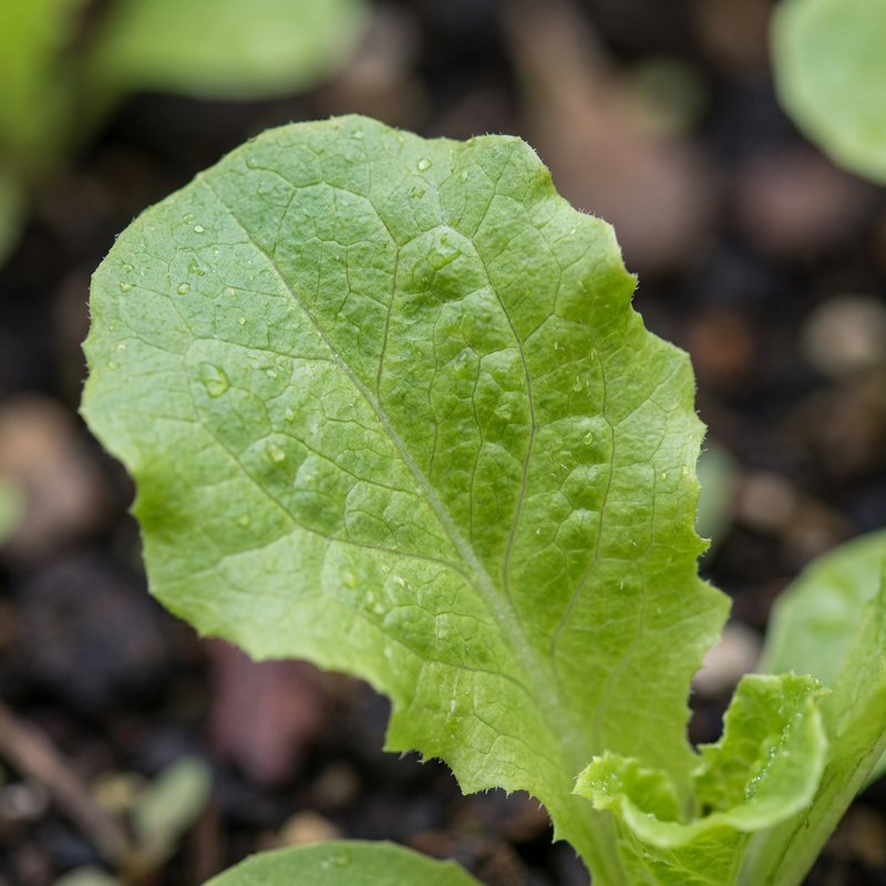 Gartensalat (Lactuca sativa), KI-Illustration