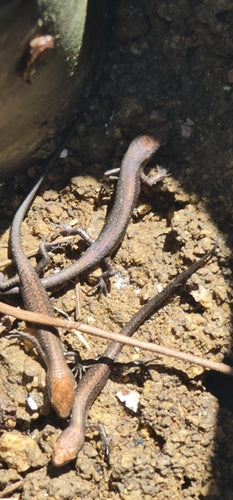Gartenskink — Bild 5 von 8