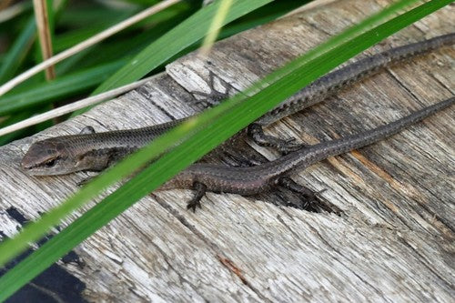 Gartenskink — Bild 4 von 8