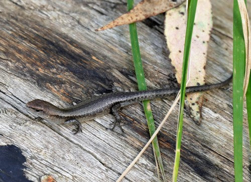 Gartenskink — Bild 3 von 8