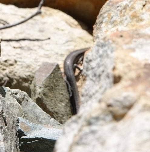 Gartenskink — Bild 1 von 8