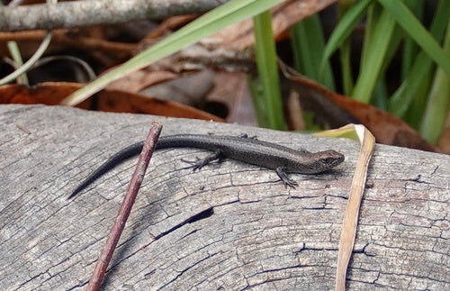 Gartenskink — Bild 2 von 8