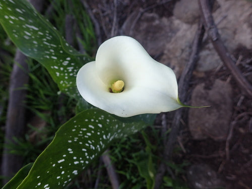 Gefleckte Calla — Bild 3 von 8