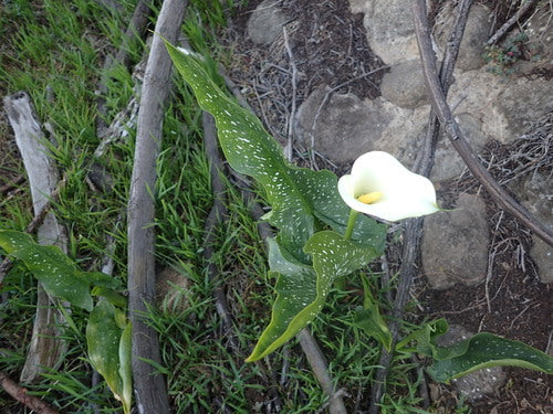 Gefleckte Calla — Bild 2 von 8