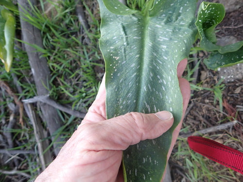 Gefleckte Calla — Bild 1 von 8