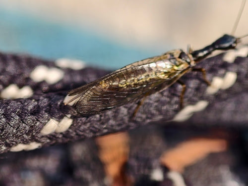Gefleckte Kamelhalsfliege — Bild 2 von 8