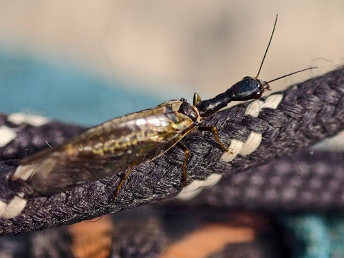 Gefleckte Kamelhalsfliege — Bild 1 von 8