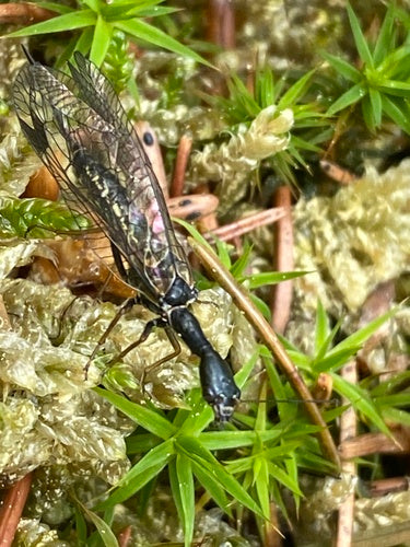 Gefleckte Kamelhalsfliege — Bild 5 von 8