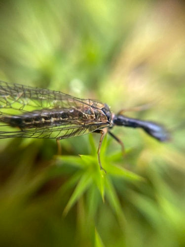 Gefleckte Kamelhalsfliege — Bild 4 von 8