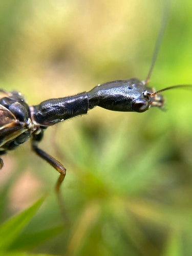 Gefleckte Kamelhalsfliege — Bild 3 von 8