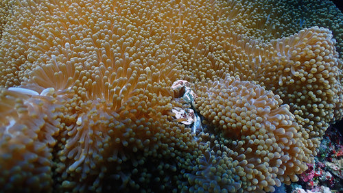 Gefleckte Porzellankrabbe — Bild 2 von 8